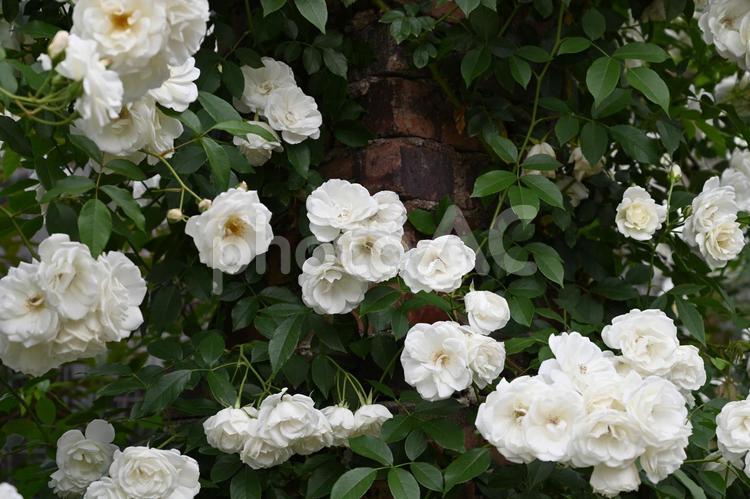 自家栽培の薔薇 薔薇,バラ,ばらの写真素材