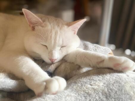 ひなたぼっこ ひなたぼっこ,お昼寝,寝るの写真素材