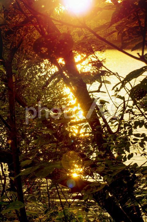 森の中の湖の夕日_オレンジ 自然,湖,夕焼けの写真素材