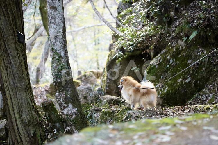森の中にいる犬 犬,動物,ポメラニアンの写真素材