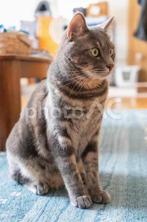 行儀よく座るグレーの猫 のんびり,気持ちいい,眠いの写真素材