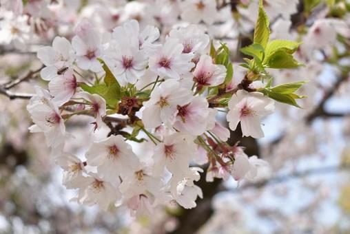 春の定番桜 春,桜,花の写真素材