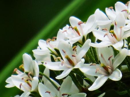 オカトラノオの花 オカトラノオの花の写真