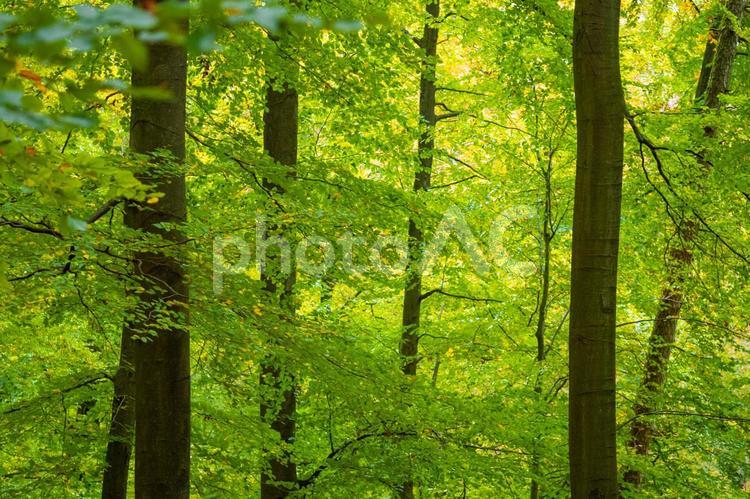 オーデンヴァルトのブナ林　ドイツ 秋,風景,ドイツの写真素材