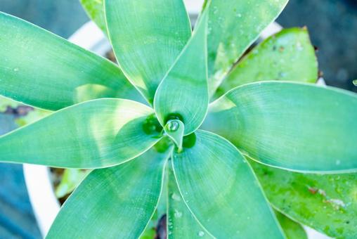 Photo, agave, attenuator, leaf, 