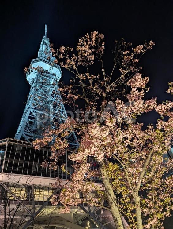 名古屋テレビ塔と夜桜 桜,さくら,満開の写真素材