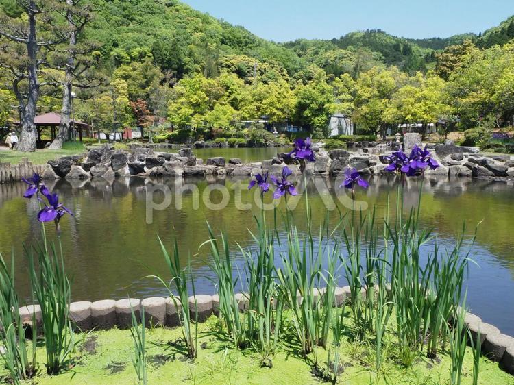 あやめ池公園の花菖蒲 花菖蒲,菖蒲,ハナショウブの写真素材