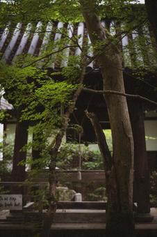 圓光寺の日本庭園 日本庭園,フィルムカメラ風,庭の写真素材