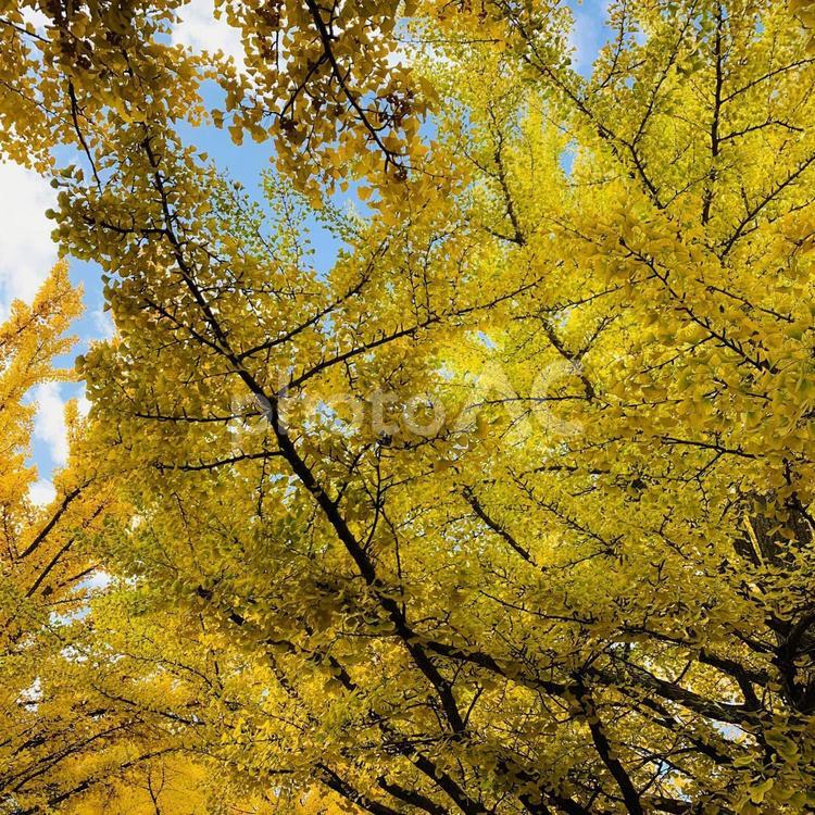札幌市　北大イチョウ並木　紅葉 北海道,街並み,風景の写真素材