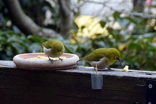 メジロ・庭に来る野鳥 野鳥,メジロ,2羽の写真素材
