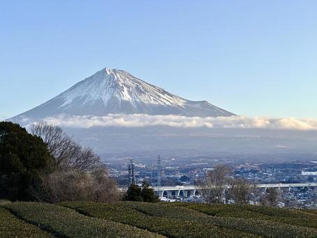 静かな朝の茶畑と富士山 静かな朝の茶畑と富士山 富士山,茶畑,お茶の写真素材