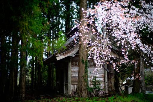 桜と古い建物 桜,佐渡島,佐渡ヶ島の写真素材