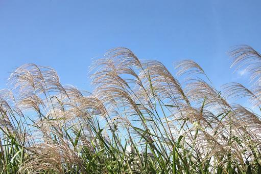 ススキ ススキ 植物,雑草,すすきの写真素材