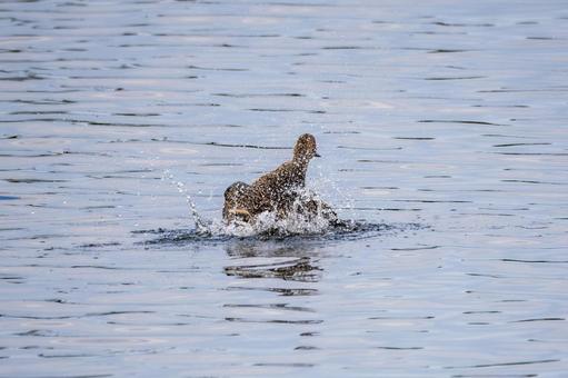 マガモの水浴び⑶ 鳥,マガモ,カモの写真素材