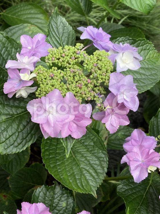 梅雨空に映えるアジサイの花 アジサイ,紫陽花,梅雨の写真素材