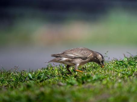 地面を歩くムクドリ 地面を歩くムクドリ ムクドリ,椋鳥,野鳥の写真素材