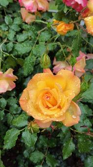 雨上がり、見頃の薔薇 雨上がり、見頃の薔薇 薔薇,バラ,ローズの写真素材