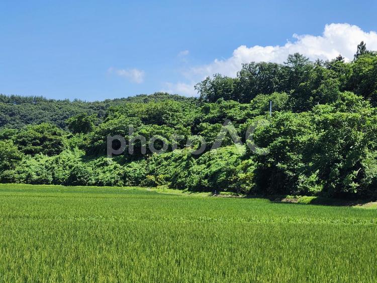 田園風景 田んぼ,森,青空の写真素材