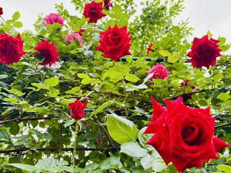 赤い薔薇たち 赤い薔薇たち 薔薇,バラ,花の写真素材