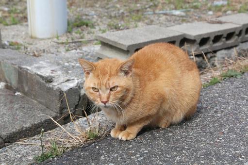 道路にうずくまる茶トラ猫 道路にうずくまる茶トラ猫の写真