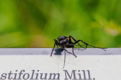 Photo, insect, bee, great black spider wasp, 