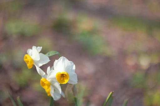[愛知県]名古屋市の細口池公園の水仙の写真