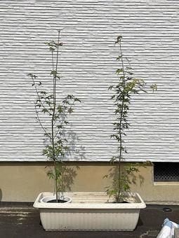 植物NM44 植物NM44 もみじ,紅葉,モミジの写真素材
