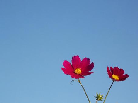 Crimson fall cherry blossoms in blue sky, autumn cherry blossoms, cosmos field, flower, JPG