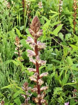 草むら 五月,屋外,草むらの写真素材