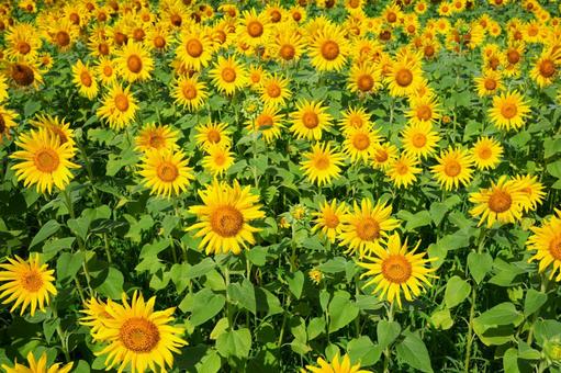 ひまわり畑 ひまわり畑 向日葵,ひまわり,ヒマワリの写真素材