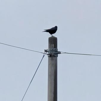 電柱にとまるカラス 電柱にとまるカラス カラス,野鳥,バードウォッチングの写真素材