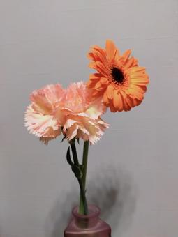 ガーベラとカーネーション 花,花瓶,カーネーションの写真素材