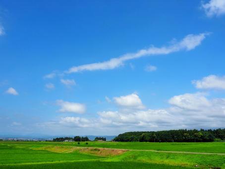 夏の景色13 夏の景色13 田,田んぼ,稲の写真素材