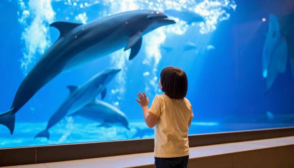 水族館でイルカを見る子ども 水族館でイルカを見る子どもの写真