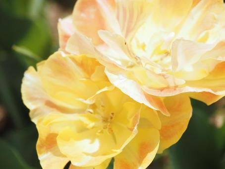 tulips, JPG tulips, JPG