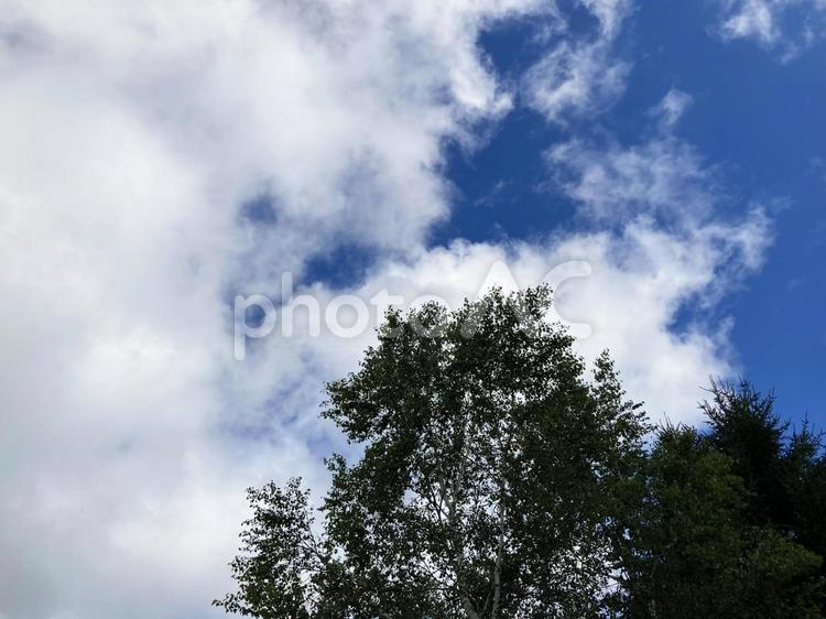 青空と白樺の木 夏,夏空,白樺の写真素材