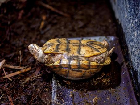 ミツユビハコガメのアップ ミツユビハコガメ,ハコガメ,カメの写真素材