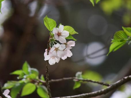 小枝に咲くさくら さくら,植物,花の写真素材