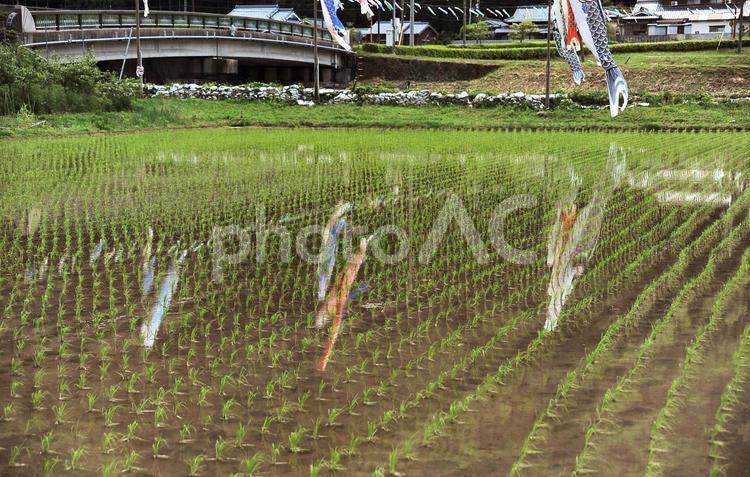 稲田に映った鯉のぼり 鯉のぼり,田んぼ,水面の写真素材