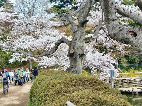 清水公園の桜-81 清水公園,千葉県野田市,桜の木の写真素材