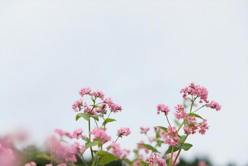 赤蕎麦の花と青空2 赤蕎麦の花と青空2 赤蕎麦,蕎麦の花,赤蕎麦の花の写真素材