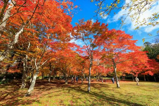 北海道の紅葉 紅葉,秋,福原山荘の写真素材