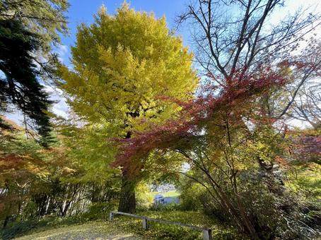 色づいた銀杏ともみじ イチョウ,銀杏,大木の写真素材