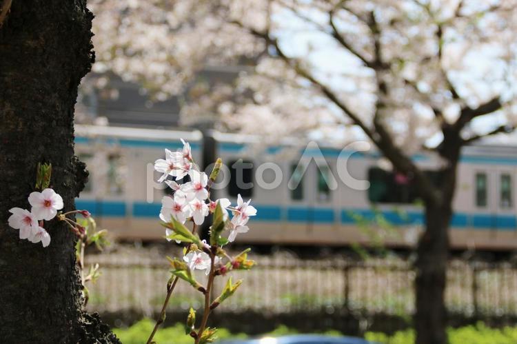 京浜東北線と桜 桜,京浜東北線,満開の写真素材