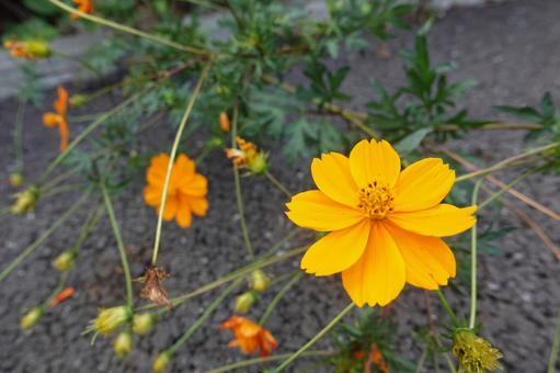 花 花 花,植物,葉の写真素材