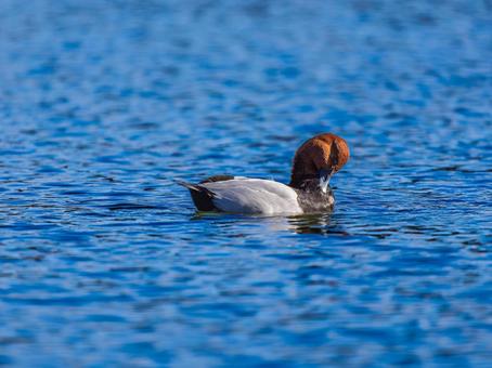 池を泳ぐホシハジロ 池を泳ぐホシハジロの写真