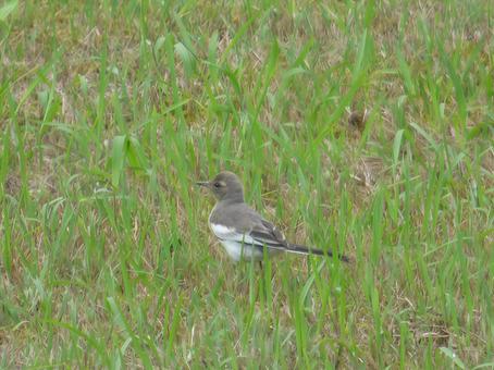 ハクセキレイ若鳥004の写真