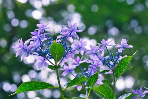 木漏れ日に咲く紫陽花 木漏れ日に咲く紫陽花の写真