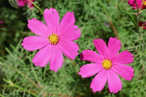 コスモス３１ コスモス,秋,かわいいの写真素材