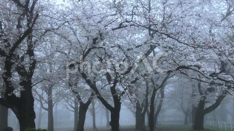 朝霧の中の桜 さくら,サクラ,春の写真素材